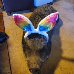 Tri-County Veterinary Hospital - The next Cadbury bunny!
