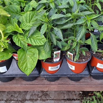 Armstrong Garden Centers - Pepper plants - Nurseries & Gardening Near Me - Glendale, California Armstrong Garden Centers - Pepper plants - Nurseries & Gardening Near Me - Glendale, California