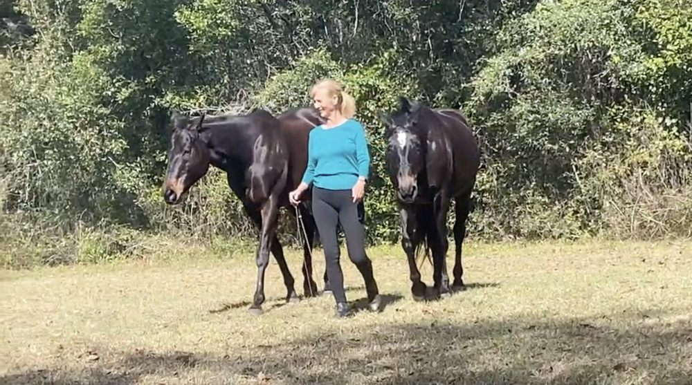 We move as One. Horsemanship - equestrian in Alachua, FL