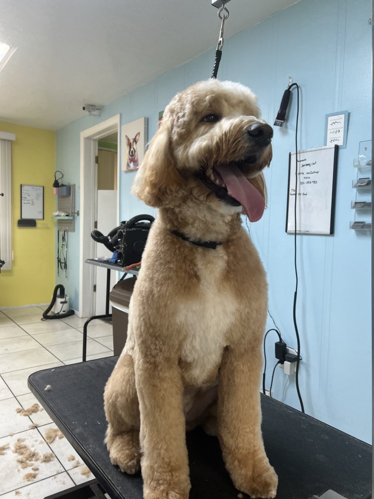 ANGEL CARE PET GROOMING SPA Updated September 2024 40 Photos 244