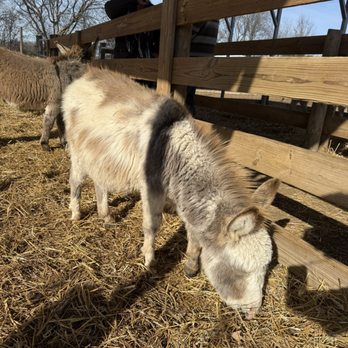 The Reindeer Farm - Attraction Farms Near Me - Bowling Green, Kentucky