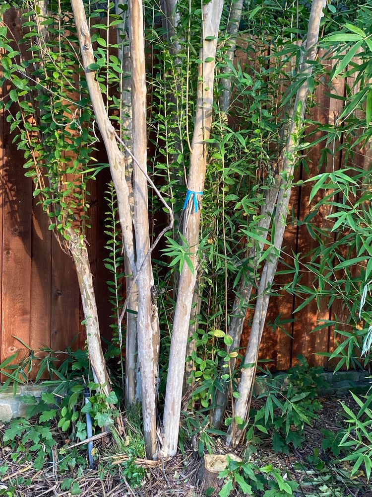 HALLMARK TREE SOLUTIONS Updated October 2024 11 Photos & 11 Reviews