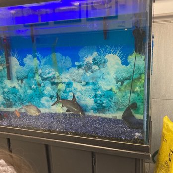 Sun Valley Pizza - Fish tank - Pizza Near Me - Bryn Mawr, Pennsylvania Sun Valley Pizza - Fish tank - Pizza Near Me - Bryn Mawr, Pennsylvania