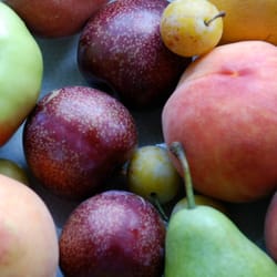North Star Orchard - From a CSA Fruit Share bag!