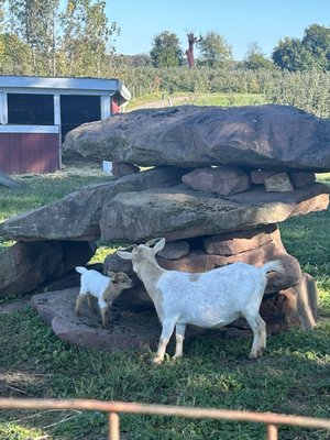 Homestead Farm by null