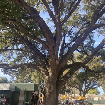 Bebidas - Patio tree - Coffee & Tea Near Me - Houston, Texas