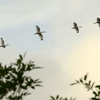 Lettuce Lake Park - Ibis Flight - Parks Near Me - Tampa, Florida