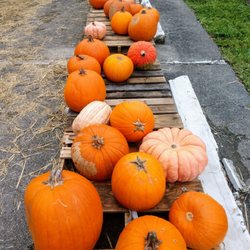 Poinciana United Methodist Church - Halloween pumpkin patch