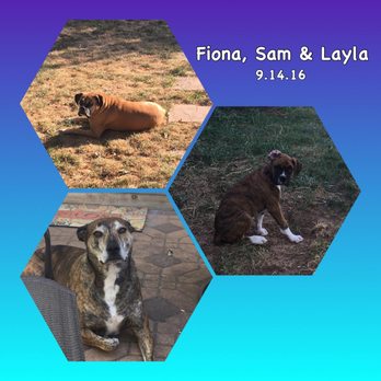Pampered Pups By Marissa - Dog Walkers Near Me - Lansdale, Pennsylvania Pampered Pups By Marissa - Dog Walkers Near Me - Lansdale, Pennsylvania