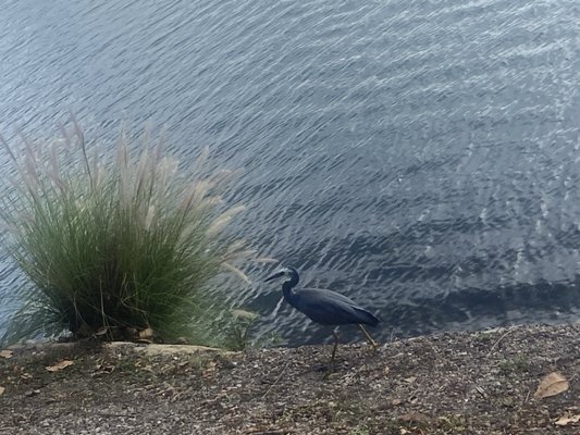 Glebe Foreshore Parks by null