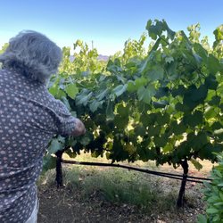 Napa Driver Tours - Peter showing us the grapes at Young Englewood