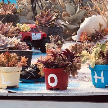 3rd Day Nursery - a variety of potted plants - Landscaping Near Me - Kula, Hawaii