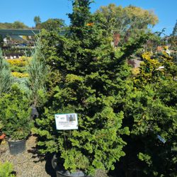 Countryview Farm Nursery