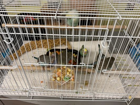 Birds & More by null