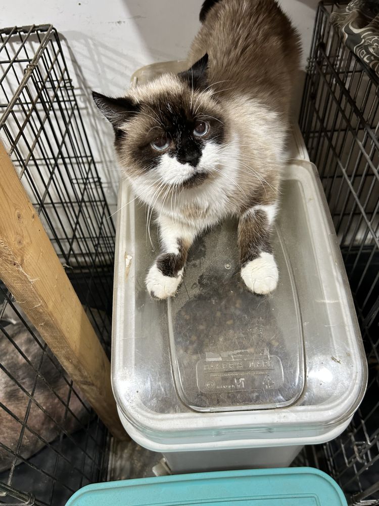 Crazy for Critters Pet Sitters - pet boarding facility in Danielsville, PA