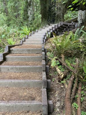 Jedediah Smith Redwoods State Park by null