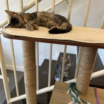 Nabi Cat Cafe - Themed Cafes Near Me - Santa Clara, California Nabi Cat Cafe - Themed Cafes Near Me - Santa Clara, California