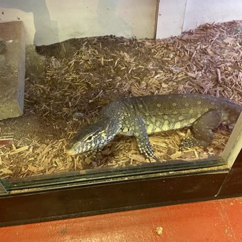 The Reptile Store - glad this guy was in a cage - Reptile Shops Near Me - Phoenix, Arizona The Reptile Store - glad this guy was in a cage - Reptile Shops Near Me - Phoenix, Arizona