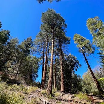 Fry Creek Campground - Fry Creek loop trail. Easy to access from campsite #20 just walk up the and it runs parallel to the loop and road. - Campgrounds Near Me - Palomar Mountain, California
