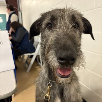 Rain Or Shine Pets - Hi! I'm Wicca ! I'm the new Product tester for Rain or Shine. - Pet Groomers Near Me - Shelton, Washington Rain Or Shine Pets - Hi! I'm Wicca ! I'm the new Product tester for Rain or Shine. - Pet Groomers Near Me - Shelton, Washington