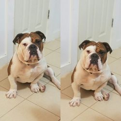 heeler terrier mix puppies