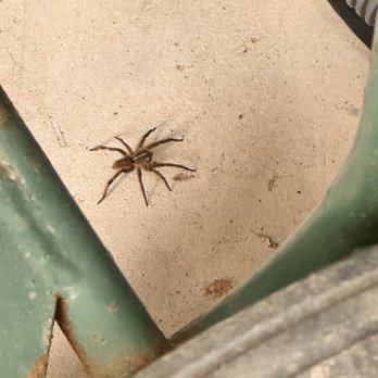 EnviroGuard - Bugs everywhere! This product and company SUCKS and they will draft your money without permission. - Pest Control Near Me - Albuquerque, New Mexico