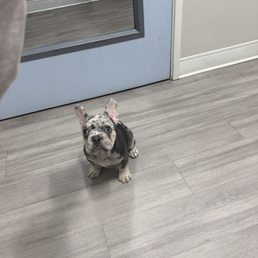 Oreo Oreo
