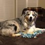 Photo of Sweet-Grace Pet Care