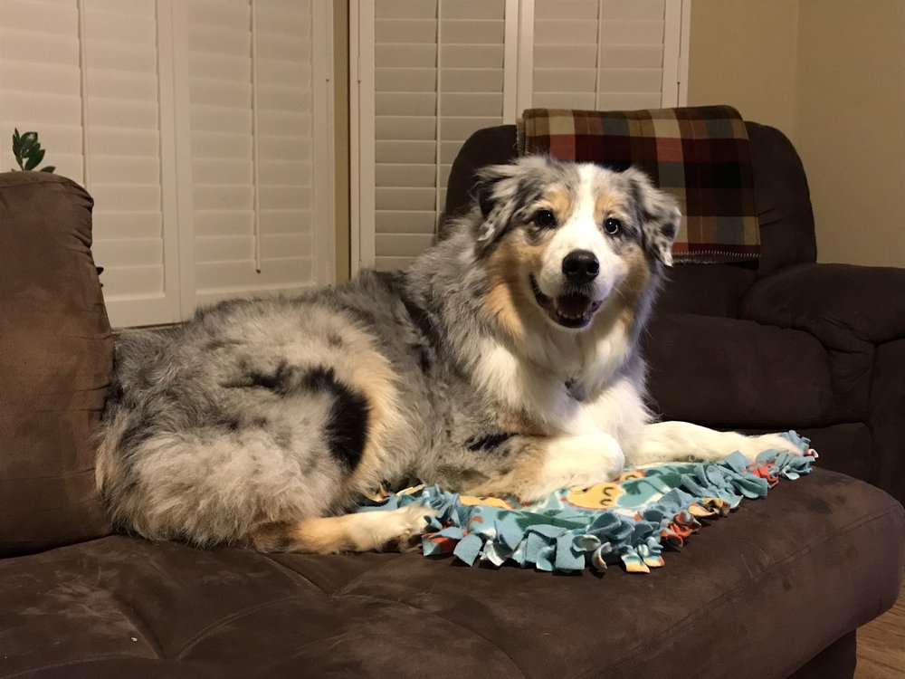 SWEETGRACE PET CARE Updated March 2024 18 Photos Roseville