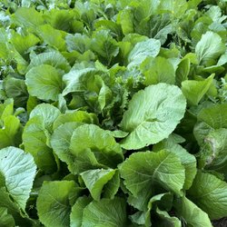 Vira Grow - Mustard Greens