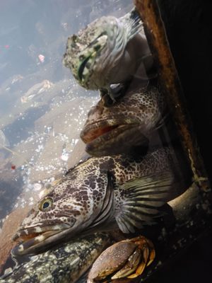 Seaside Aquarium by null