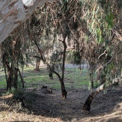 Gum Grove Nature Park - Trees in the park