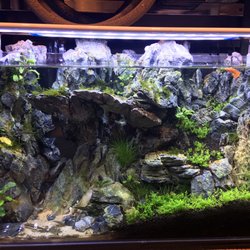 cartimar aquarium supplies