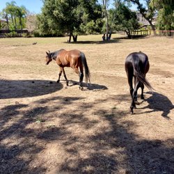 Olivewood Acres