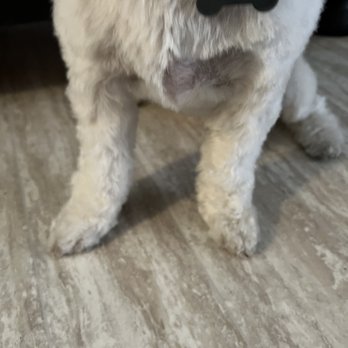 Bubble Pup Salon - You can clearly see how uneven her chest is - Pet Groomers Near Me - Los Angeles, California Bubble Pup Salon - You can clearly see how uneven her chest is - Pet Groomers Near Me - Los Angeles, California