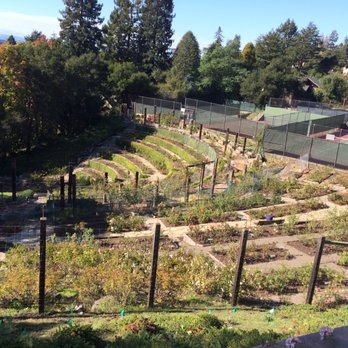 The Berkeley Rose Garden - Tennis court sadness... - Botanical Gardens Near Me - Berkeley, California