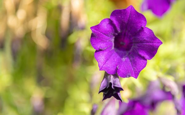 The Butchart Gardens by null