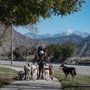 Photo of Stellar Canines