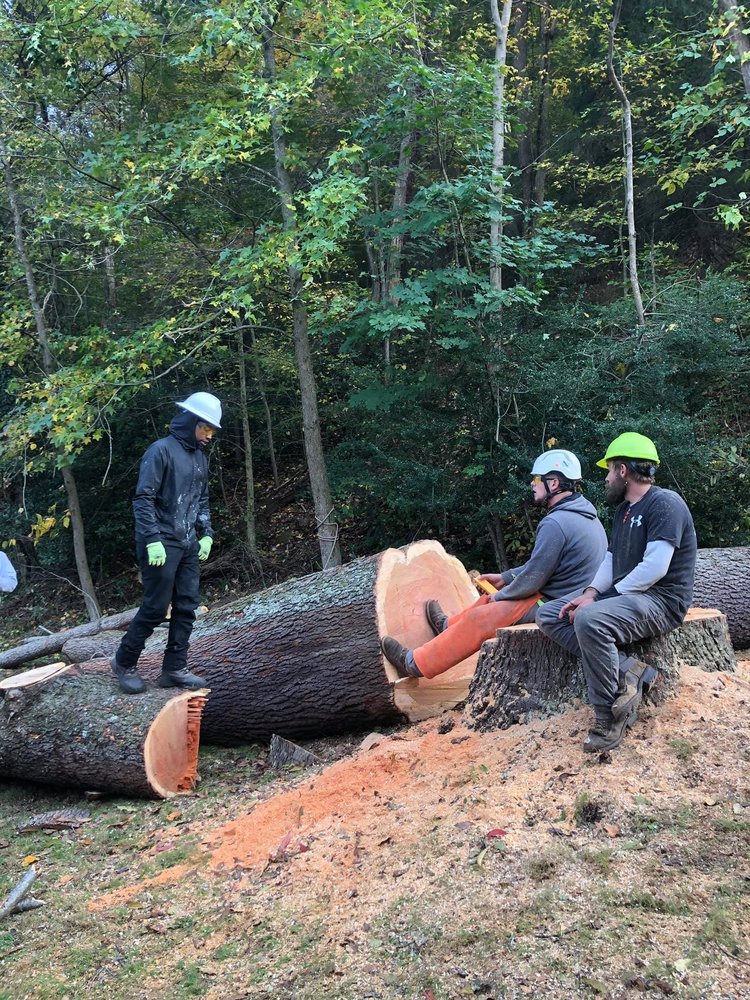 Carter Care Tree Service - tree service in Charleston, WV