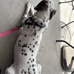 Mercer's Fresh Roasted Coffees - Dog Friendly