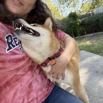 Graceful Paws Pet Sitting - Dog Walkers Near Me Graceful Paws Pet Sitting - Dog Walkers Near Me