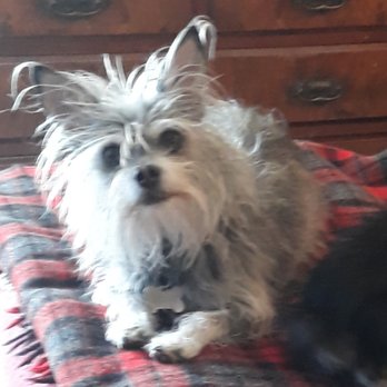 Hoffman Debra DVM - Our wonderful mixed terrier, "Schnitzel" whom we rescued at age 1. - Veterinarians Near Me - Tarzana, California Hoffman Debra DVM - Our wonderful mixed terrier, "Schnitzel" whom we rescued at age 1. - Veterinarians Near Me - Tarzana, California