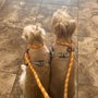Photo of Texas Coalition for Animal Protection - Fort Worth