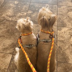 Texas Coalition for Animal Protection - Fort Worth - Fiona & Bruno