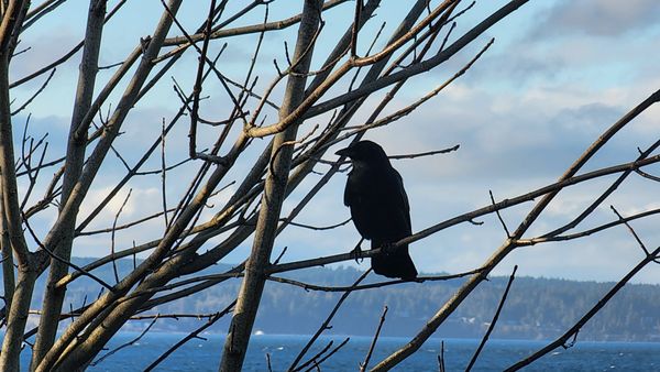 Carkeek Park by null