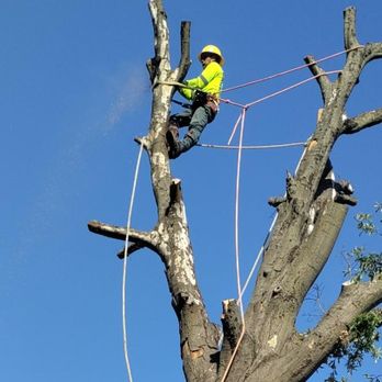 Daniel's Tree Experts - Tree Services Near Me