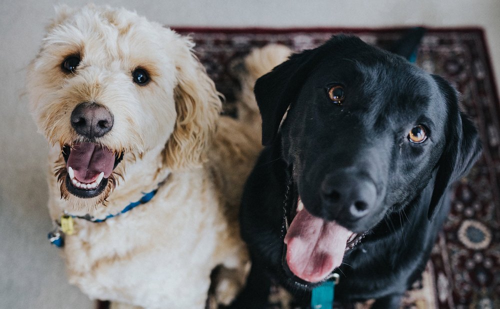 Wiggly Wag Walks - pet boarding facility in Overland Park, KS
