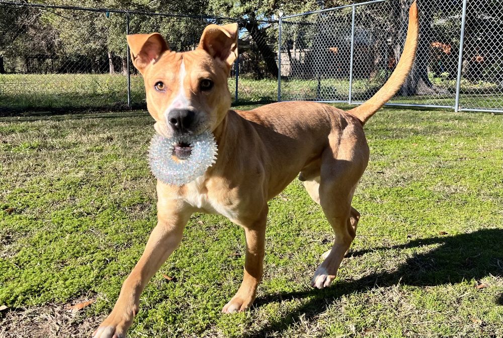 Northwest Paws Retreat - pet boarding facility in Cypress, TX