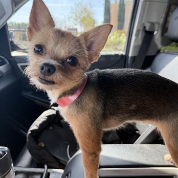 Dream Pet Grooming  - Penelope - Pet Groomers Near Me - Irvine, California