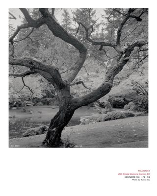 Nitobe Memorial Garden by null